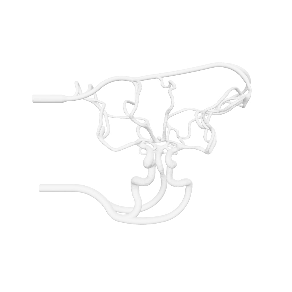 Circle of Willis Model - COW002 – Mentice